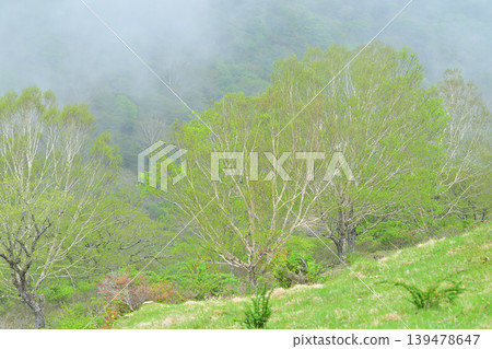 Akagi Shirakaba Ranch shrouded in mist, a view of fresh greenery, a spring scene. Akagi Shirakaba Ranch shrouded in mist, a view of fresh greenery, a spring scene. 139478647
