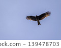 A kite spreads its wings and glides through the sky. 139478703