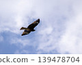 A kite spreads its wings and glides through the sky. 139478704