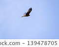 A kite spreads its wings and glides through the sky. 139478705
