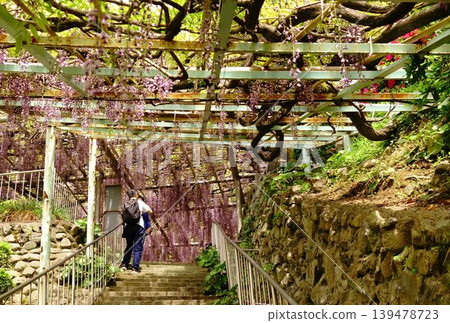 紫藤和石牆隧道 紫藤和石牆隧道 139478723