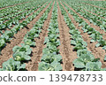 Field furrows and crops 139478733