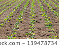 Field furrows and crops 139478734