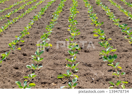 Field furrows and crops 139478734