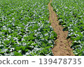 Field furrows and crops 139478735