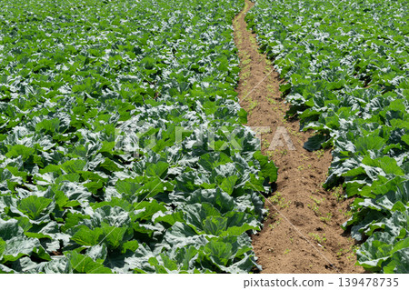 Field furrows and crops 139478735