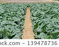 Field furrows and crops 139478736