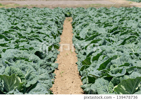Field furrows and crops 139478736