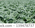 Spring cabbage field 139478737