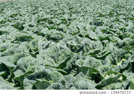 Spring cabbage field 139478737