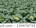 Spring cabbage field 139478738