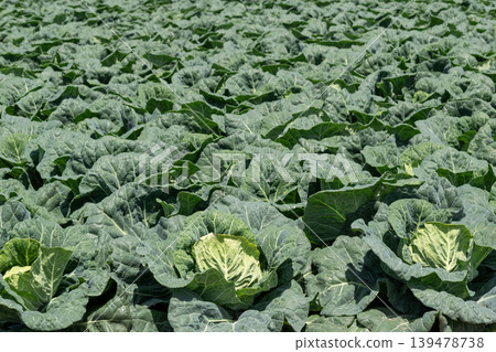 Spring cabbage field 139478738