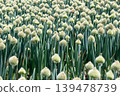 Onion flower stalks in a field of long onions 139478739