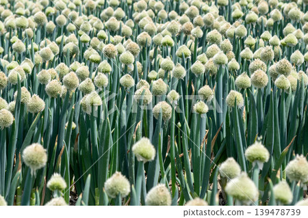 Onion flower stalks in a field of long onions 139478739