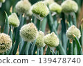 Onion flower stalks in a field of long onions 139478740