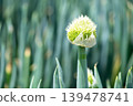 Onion flower stalks in a field of long onions 139478741