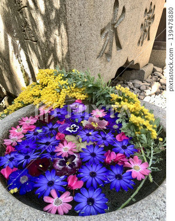 Flower arrangement in the water basin in March (Cineraria, Pansies, Mimosa) <Sugao Shrine/Okazaki City, Aichi Prefecture> Flower arrangement in the water basin in March (Cineraria, Pansies, Mimosa) <Sugao Shrine/Okazaki City, Aichi Prefecture> 139478880