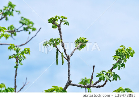 長長的綠色雄性胡桃花(春季,四月) 長長的綠色雄性胡桃花(春季,四月) 139478885
