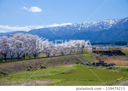 Cherry blossoms and local train 139479213
