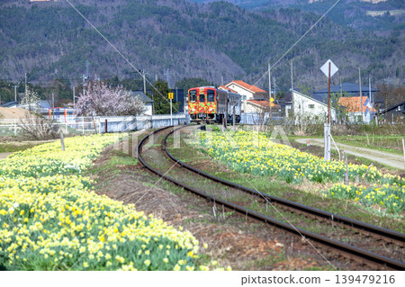 Daffodils and trains Daffodils and trains 139479216