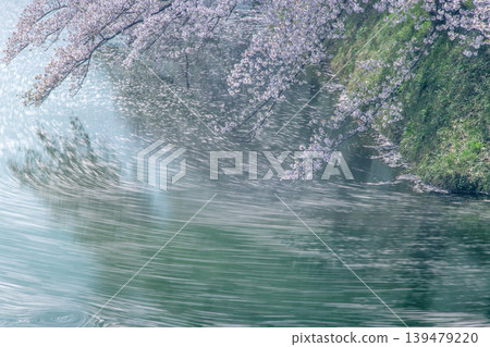 護城河櫻桃樹 護城河櫻桃樹 139479220