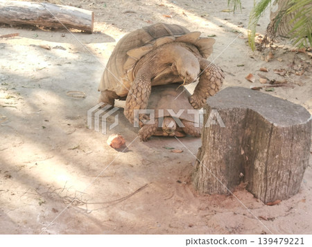 Two tortoises are lovingly riding on each other, expressing affection and companionship in a peaceful zoo environment. Surrounded by natural greenery, wooden fences, and sandy ground, the scene feels Two tortoises are lovingly riding on each other, expressing affection and companionship in a peaceful zoo environment. Surrounded by natural greenery, wooden fences, and sandy ground, the scene feels 139479221