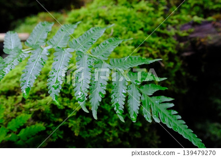長在苔蘚覆蓋的樹上的蕨類植物 長在苔蘚覆蓋的樹上的蕨類植物 139479270