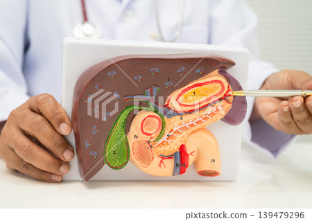 Liver with gallbladder, pancreas spleen and duodenum, Asian doctor holding human anatomy model for study diagnosis and treatment in hospital. 139479296