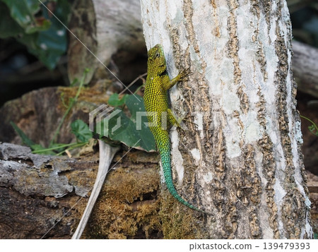 A wary malachite spiny lizard A wary malachite spiny lizard 139479393