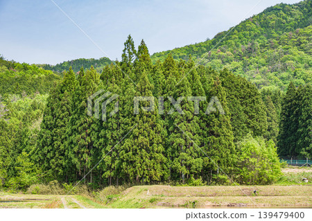 Coniferous forests of Lake Biwa, Nishi-Asai-cho, Nagahama City, Shiga Prefecture Coniferous forests of Lake Biwa, Nishi-Asai-cho, Nagahama City, Shiga Prefecture 139479400
