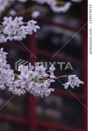 Beautiful cherry blossoms at Kazuemachi Chaya District Beautiful cherry blossoms at Kazuemachi Chaya District 139479415