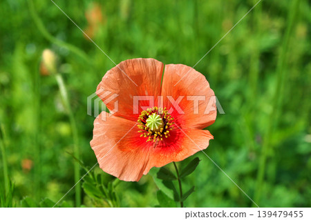 Orange poppy flowers (spring, April) 139479455