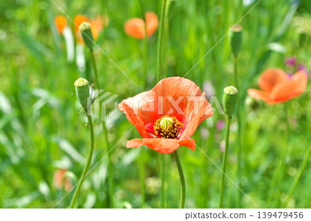 Orange poppy flowers (spring, April) Orange poppy flowers (spring, April) 139479456