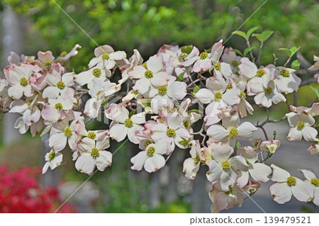 白山茱萸花（春天，四月） 139479521