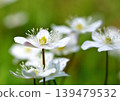 Anemone nemorosa in full bloom 139479532