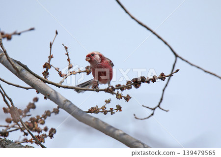 Common Rosefinch (Carpodacus sibiricus), also known as the Red-billed Rosefinch or Turkic Rosefinch, is a wild bird of Hokkaido. Common Rosefinch (Carpodacus sibiricus), also known as the Red-billed Rosefinch or Turkic Rosefinch, is a wild bird of Hokkaido. 139479565