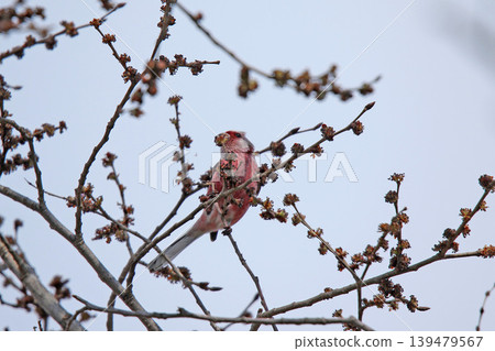 Common Rosefinch (Carpodacus sibiricus), also known as the Red-billed Rosefinch or Turkic Rosefinch, is a wild bird of Hokkaido. Common Rosefinch (Carpodacus sibiricus), also known as the Red-billed Rosefinch or Turkic Rosefinch, is a wild bird of Hokkaido. 139479567