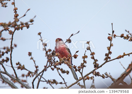 Common Rosefinch (Carpodacus sibiricus), also known as the Red-billed Rosefinch or Turkic Rosefinch, is a wild bird of Hokkaido. 139479568