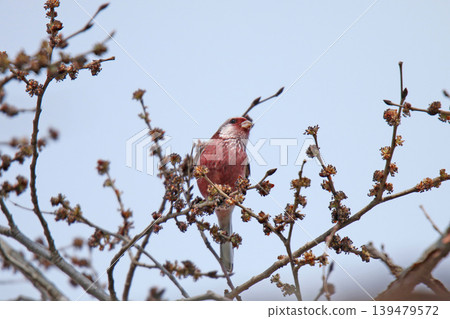 Common Rosefinch (Carpodacus sibiricus), also known as the Red-billed Rosefinch or Turkic Rosefinch, is a wild bird of Hokkaido. 139479572