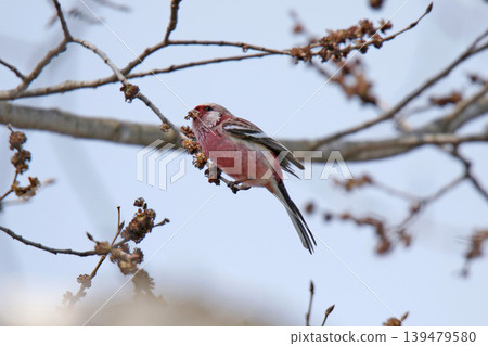 Common Rosefinch (Carpodacus sibiricus), also known as the Red-billed Rosefinch or Turkic Rosefinch, is a wild bird of Hokkaido. Common Rosefinch (Carpodacus sibiricus), also known as the Red-billed Rosefinch or Turkic Rosefinch, is a wild bird of Hokkaido. 139479580
