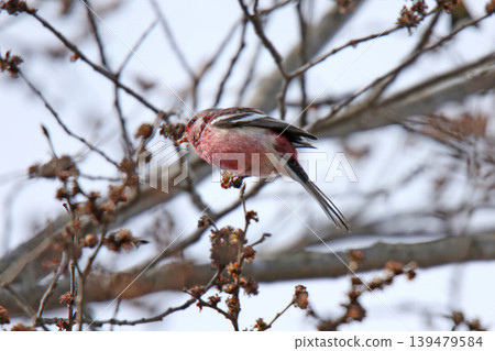 普通朱雀（Carpodacus sibiricus），又稱紅嘴朱雀或土耳其朱雀，是北海道的一種野生鳥類。 139479584