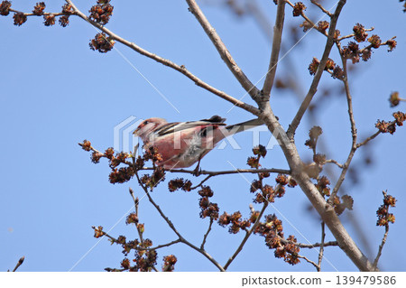 Common Rosefinch (Carpodacus sibiricus), also known as the Red-billed Rosefinch or Turkic Rosefinch, is a wild bird of Hokkaido. Common Rosefinch (Carpodacus sibiricus), also known as the Red-billed Rosefinch or Turkic Rosefinch, is a wild bird of Hokkaido. 139479586