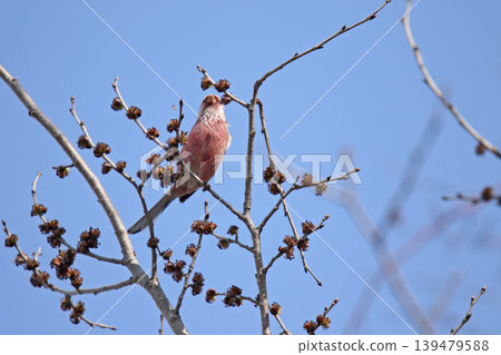 Common Rosefinch (Carpodacus sibiricus), also known as the Red-billed Rosefinch or Turkic Rosefinch, is a wild bird of Hokkaido. 139479588