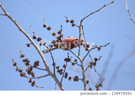 普通朱雀(Carpodacus sibiricus),又稱紅嘴朱雀或土耳其朱雀,是北海道的一種野生鳥類。 普通朱雀(Carpodacus sibiricus),又稱紅嘴朱雀或土耳其朱雀,是北海道的一種野生鳥類。 139479591