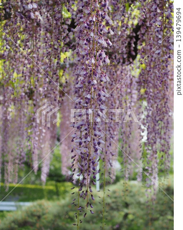 Wisteria blossoms bathed in spring sunlight (Nodanaga Fuji, 20260426143846) Wisteria blossoms bathed in spring sunlight (Nodanaga Fuji, 20260426143846) 139479694