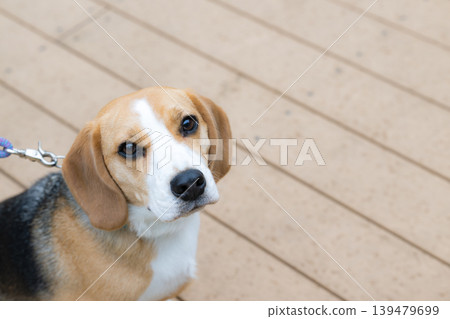 一隻比格犬與主人有眼神交流的特寫鏡頭。 (留有文字空間) 一隻比格犬與主人有眼神交流的特寫鏡頭。 (留有文字空間) 139479699