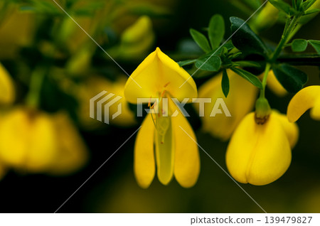 Flowers of Enishida Flowers of Enishida 139479827