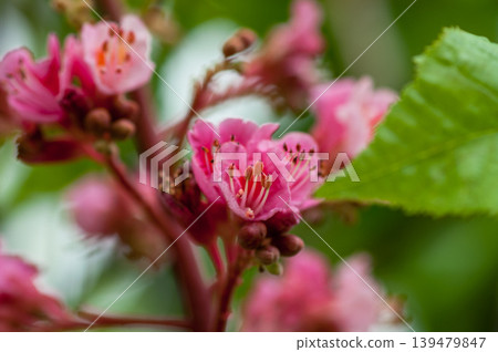 Safflower Tochinogi (Thorns with honey) Safflower Tochinogi (Thorns with honey) 139479847