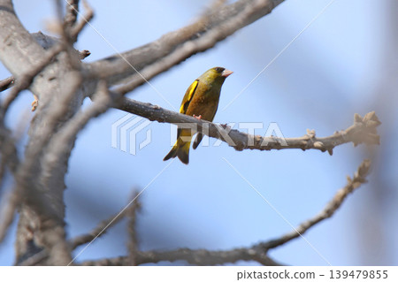 Oriental Greenfinch (Chloris sinica), a wild bird of Hokkaido. 139479855