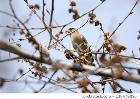 Oriental Greenfinch (Chloris sinica), a wild bird of Hokkaido. 139479856
